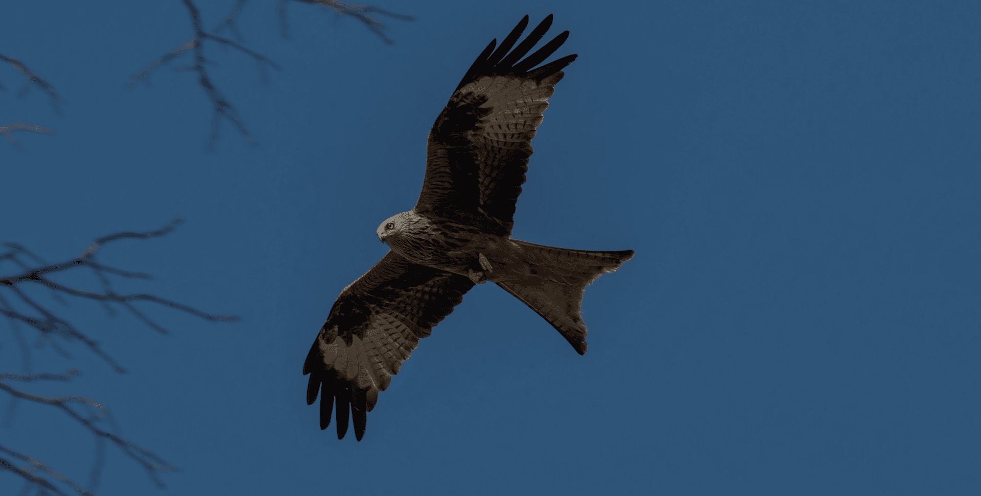 Rotmilan im Flug