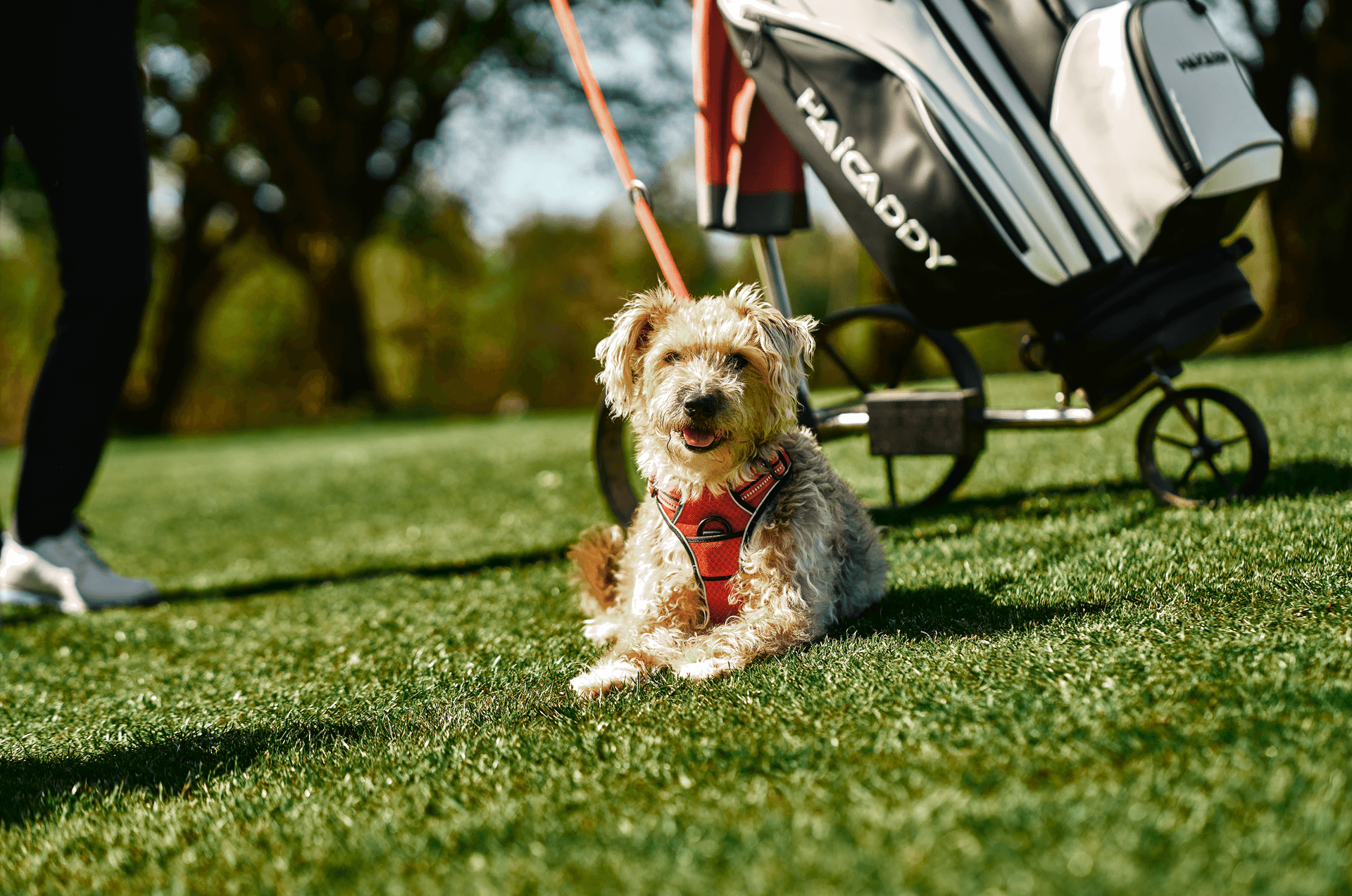 Hund auf Golfplatz neben einem Wagen, genießt die Sonne
